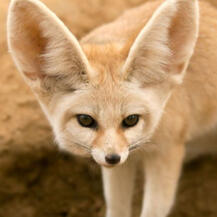 Fennec fox